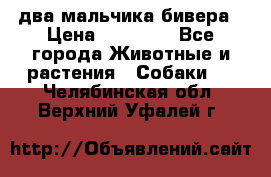 два мальчика бивера › Цена ­ 19 000 - Все города Животные и растения » Собаки   . Челябинская обл.,Верхний Уфалей г.